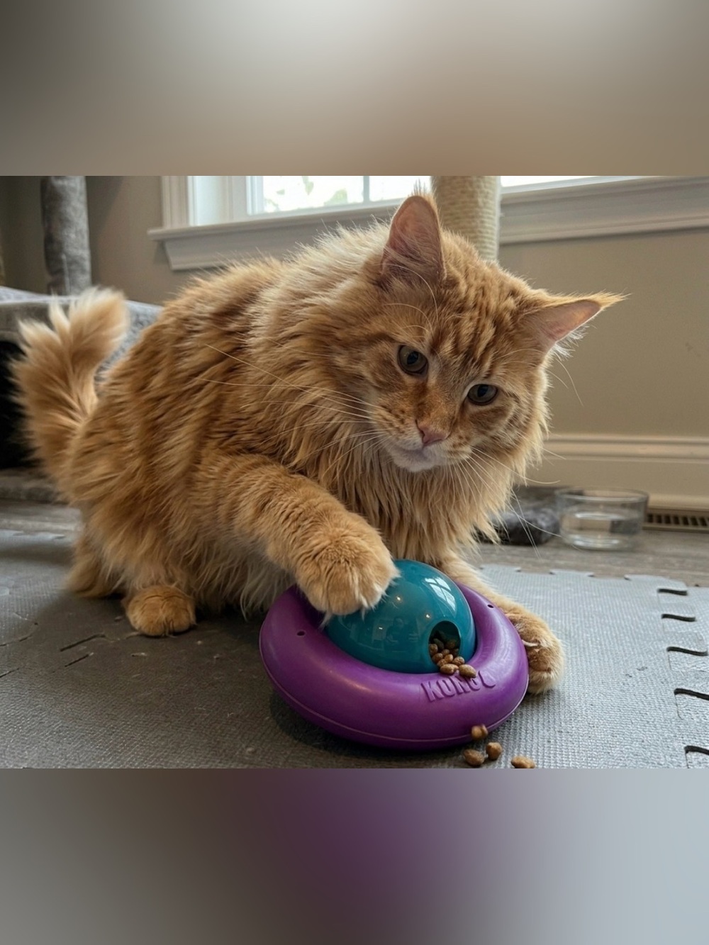 Set/2 KONG Catnip Infused Treat-Dispensing Gyro Cat Toys